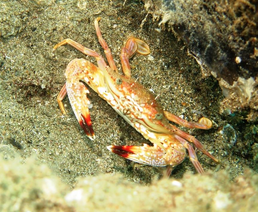 <p>bonjour</p><p>je pense au crabe nageur de corail-Goniosupradens acutifrons<br></p><p>rencontré également à Anilao, avec les pointes foncées<br><...