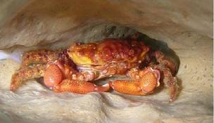 crabe  Martinique