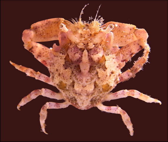 Crabe masque (caraïbes)