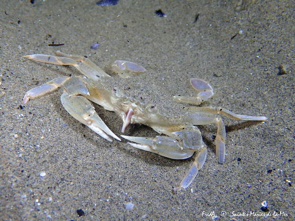 Crabe nageur de sable