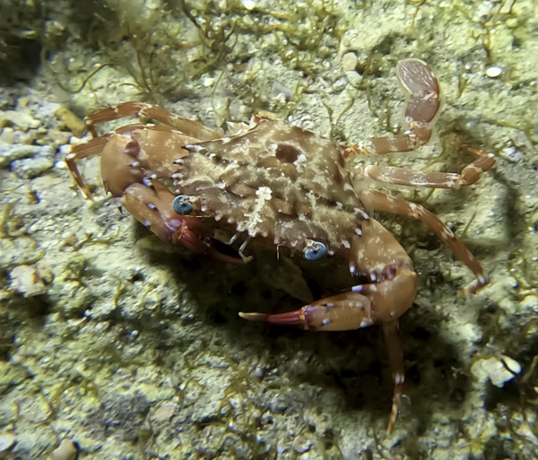 Crabe nageur ? espèce non identifiée
