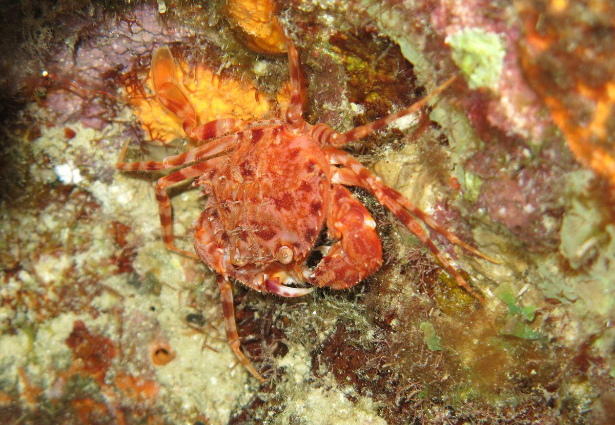 Crabe nageur Guadeloupe