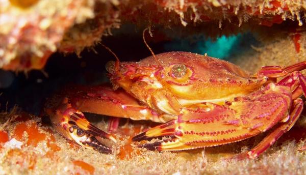 Crabe nageur ocellé?