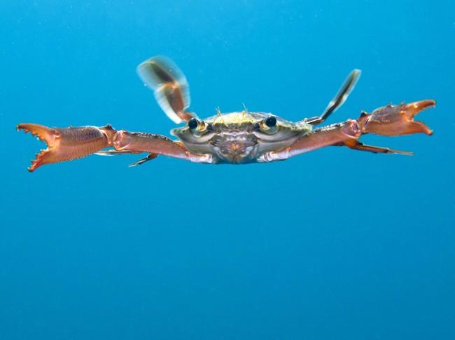 Crabe  nageur 