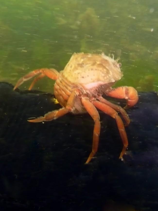 Crabe....non nageur