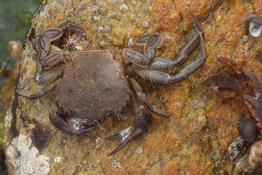 Crabe non trouvé sur DORIS