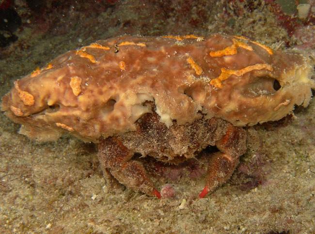 je pense aussi qu'il s'agit d'une espèce différente, indiqué par Alain-Pierre,<br /><br />voici, ci-joint, une photo de ce crabe décoré de Guadeloupe.