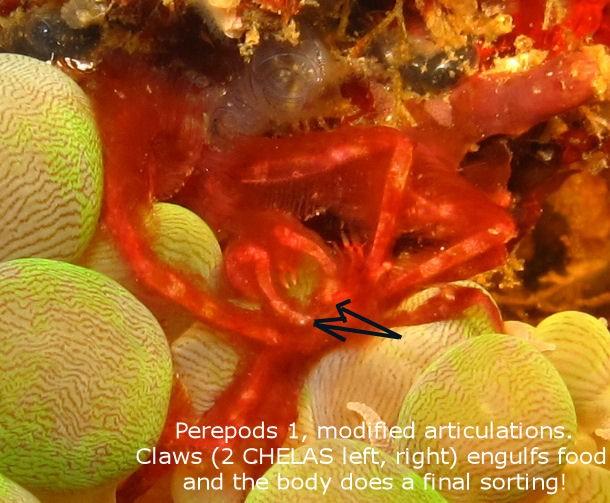 <p>Pas photogénique ces bestioles. Ils ce cache bien. Ascidies, éponges, algues, tous ce qui poussent sur le crabe orang-outan représente son camou...