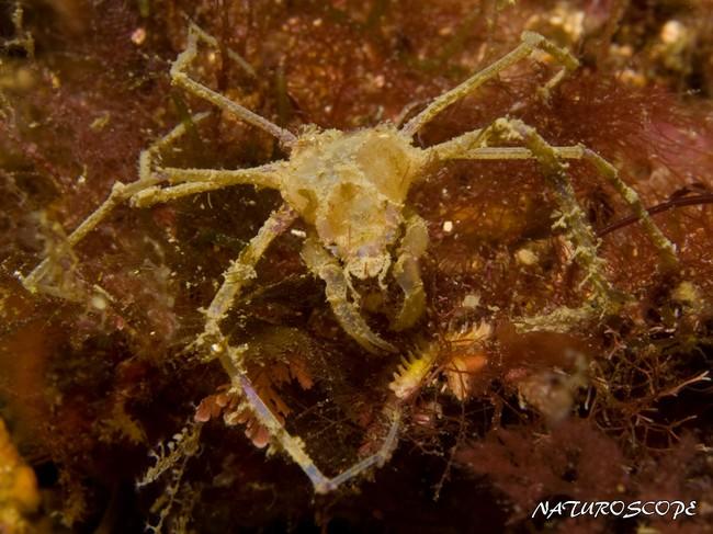 Crabe ou araignée ?