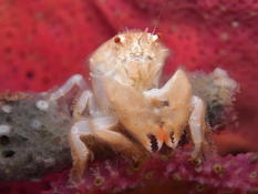 Crabe petit Dromi blanc (caraïbes)