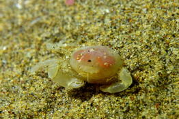 Crabe Pinnotheres pisum à Narbonne-plage ?