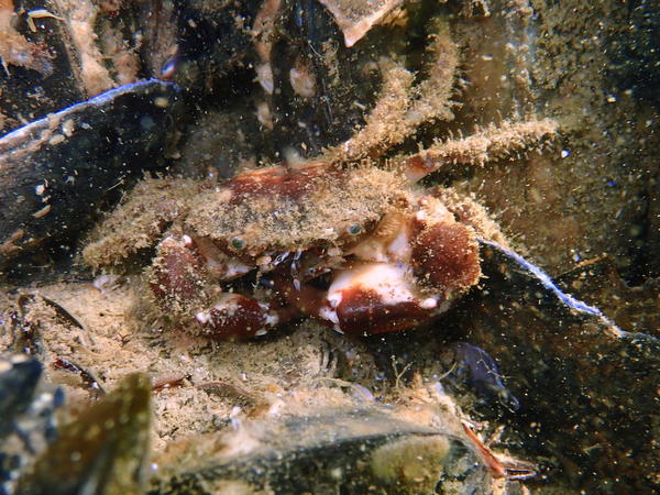 Crabe poilu dans l'étang de Berre