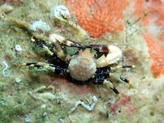 Crabe-porcelaine