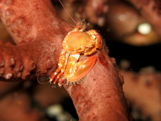 Crabe Porcelaine Guadeloupe