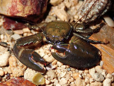 Crabe porcelaine Nouvelle-Calédonie