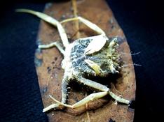 Crabe portefaix ?