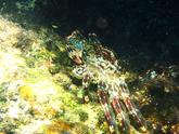 Crabe rouge aux Canaries