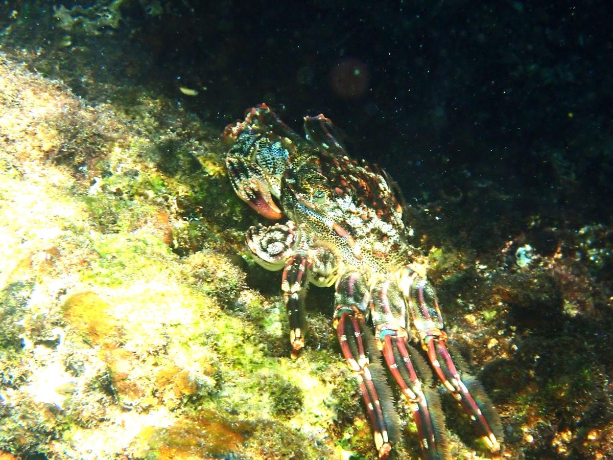 Crabe rouge aux Canaries
