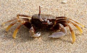 Crabe S. Indonesie.