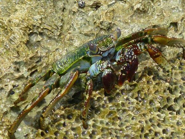 Crabe sp.