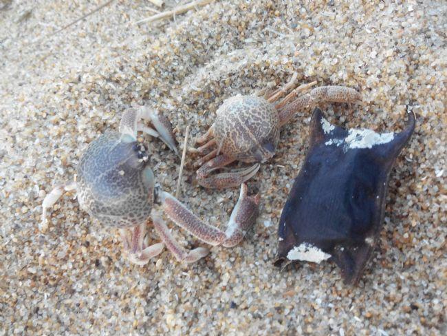 crabe sur la plage
