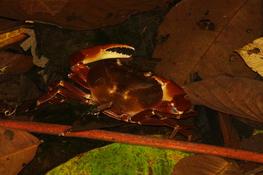 crabe terrestre costa-Rica ?