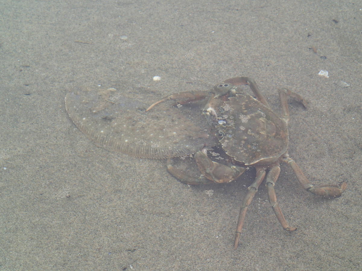 Crabe vert de Méditerranée mangeant une petite sole...: une scène surprenante ?