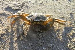 crabe vert de Méditerranée ?