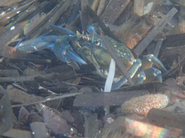 Crabe vert de Méditerranée