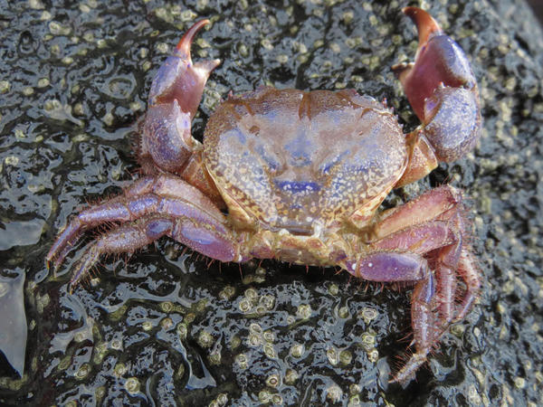 Crabe violet