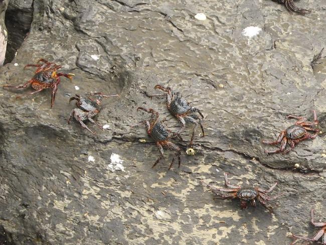 Ces crabes semblent présenter une certaine variété dans la couleur comme on peu le voir sur la photo jointe prise aux Galapagos (vraisemblablement...