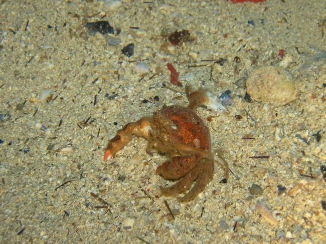 Bonsoir<br />Votre crabe corresponderait il à celui que j'ai pris en photo dans une grotte à Marseille.<br />Il était mort.