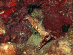 Crabe