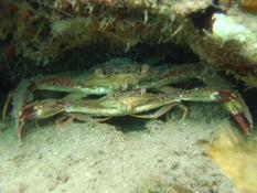 Crabes de Martinique