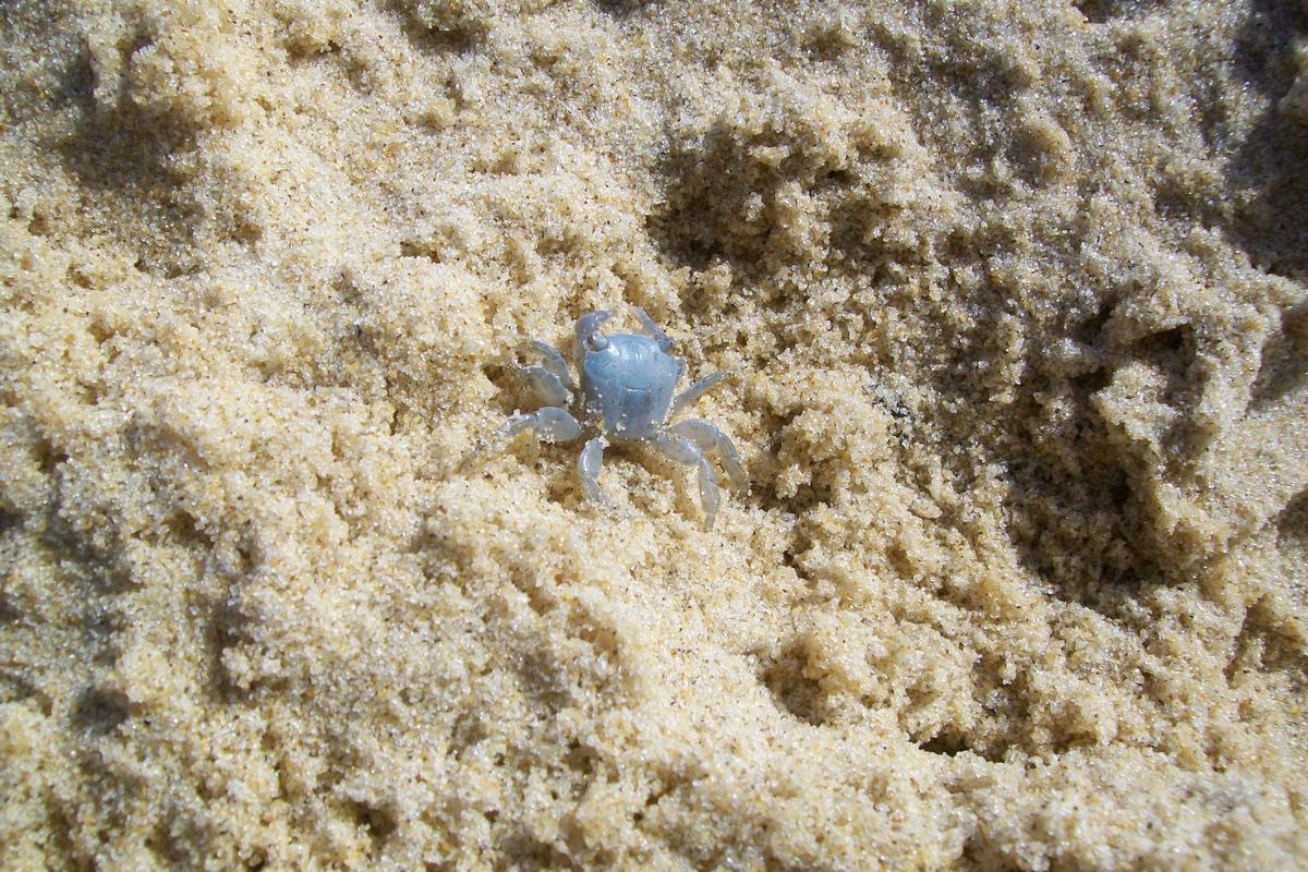 <p>Bonjour ! Toujours parmi des anatifes, j'ai trouvé ce petit crabe ( 5-6 mm de côté ). Les petits Planes seraient-ils gris "au début" ?</p>
