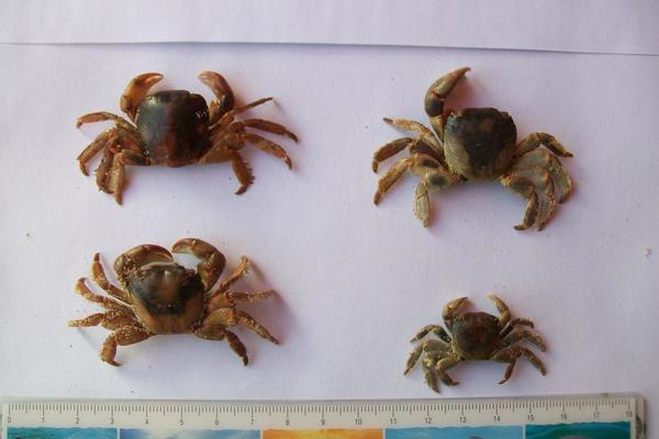 crabes des anatifes