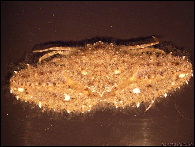 <a href="http://biologiemarine.com/00001/Parthenope%20sp/" target="_blank">TOUTES LES PHOTOS SUR CE LIEN</a><br />Je pense à un <em>Parthenope sp.<...