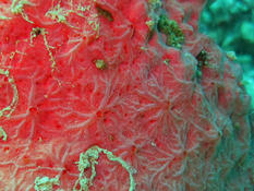 crambe crambe en mer rouge ! ?