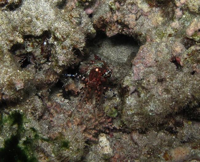<em>Saron marmoratus </em>femelle, supposément... Confirmation?