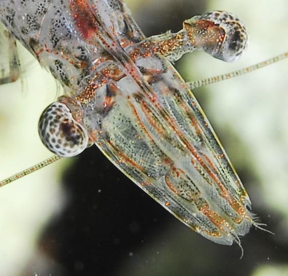 l'environnement n'était pas mangroveux ni complètement sableux :<br />il y avait quelques amas coralliens, et cette crevette était posée sur des br...