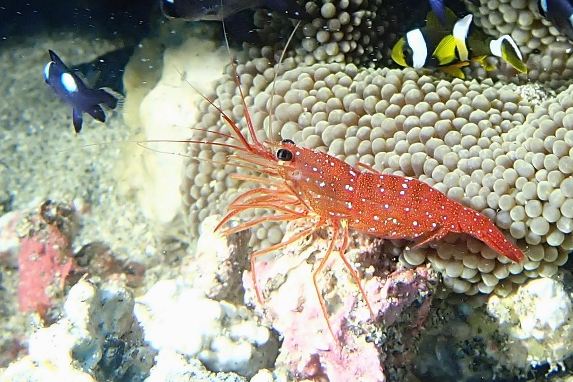 Crevette à la Réunion