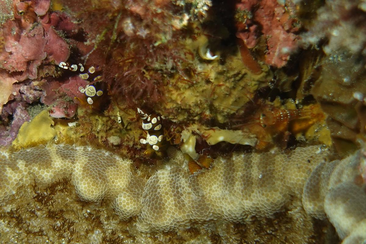 <p>Bonjour, j'ai revu cette crevette ce matin mais cette fois en association avec deux Thor amboinensis (et non des crevettes queue-de-paon) et sur...