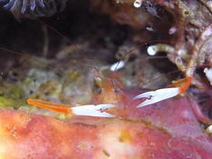 Crevette à pinces blanches (caraïbes)