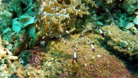 <p>Voici L'espèce de crevette qui vivait sur <a href="http://www.starfish.ch/invertebrates-Wirbellose/crustaceans-Gliederfuesser/Periclimenes-brevi...