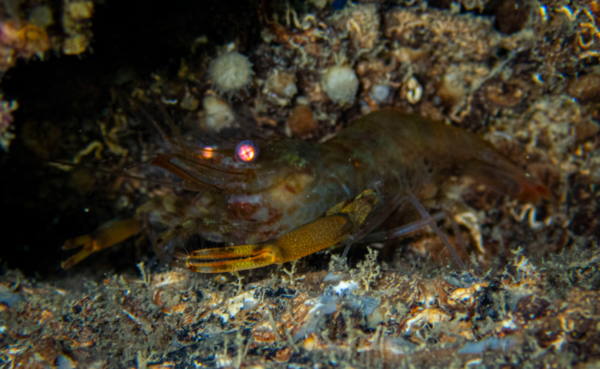 Crevette cavernicole nocturne