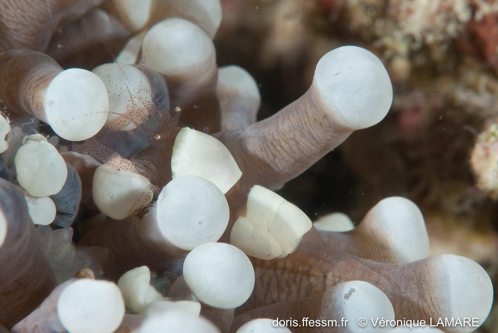 Crevette dans corail actiniforme