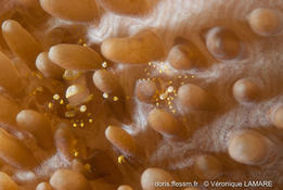 Crevette dans corail mou