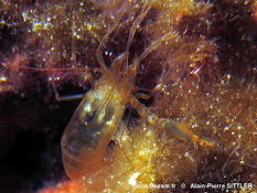 Crevette de nuit (Méditerranée)