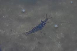 Crevette des Açores