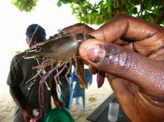 Crevette du Cameroun